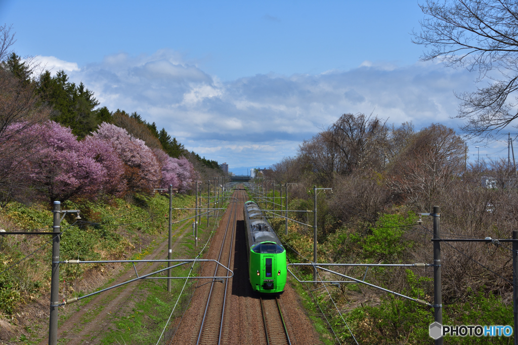 桜のある鉄道林　５