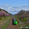 桜のある鉄道林　５