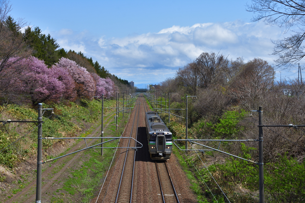 桜のある鉄道林　2