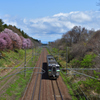 桜のある鉄道林　2