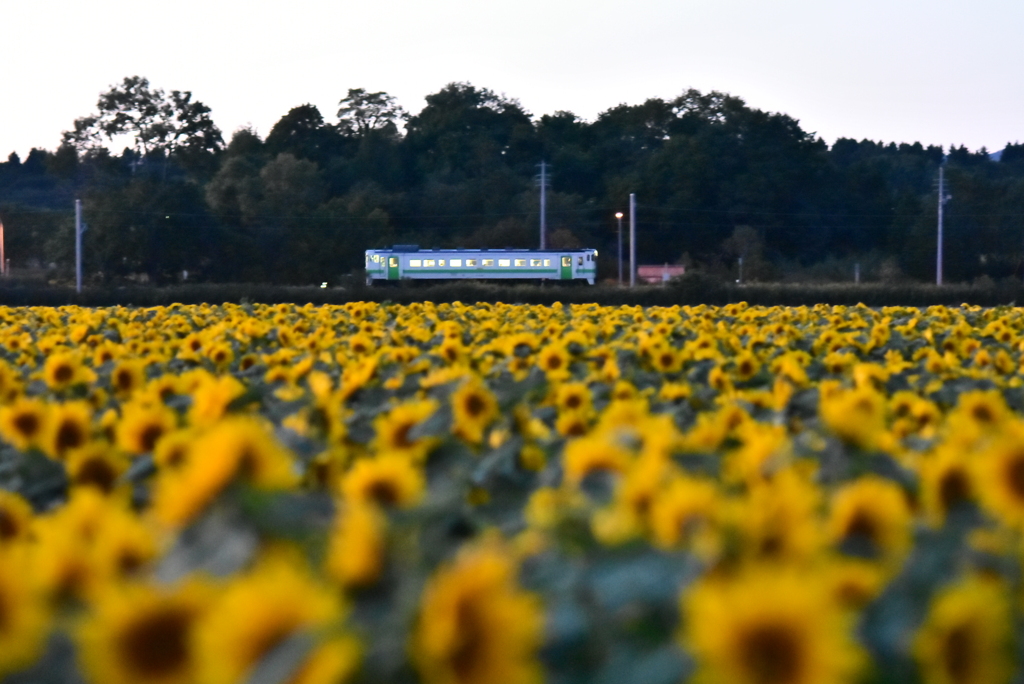 夕暮れの向日葵畑