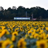 夕暮れの向日葵畑