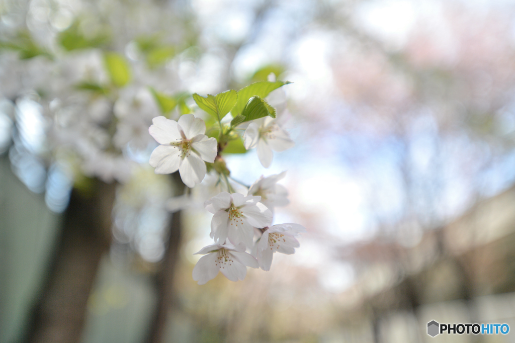 桜一輪