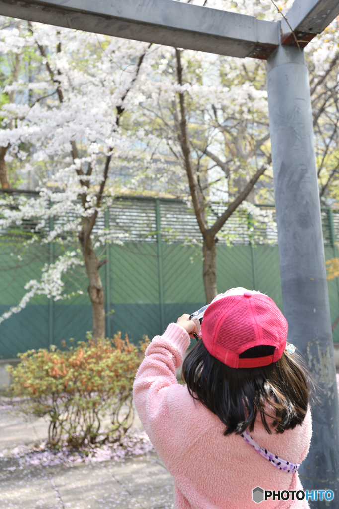 桜を撮る娘を撮る　4