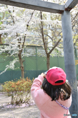 桜を撮る娘を撮る　4