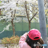 桜を撮る娘を撮る　4