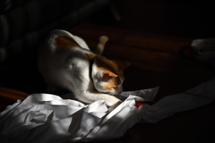 DSC_0046_01