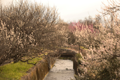 DSC_1116