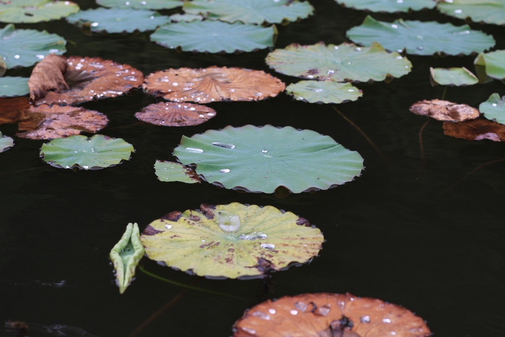 Lotus