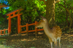 つかわしめの見つめる先