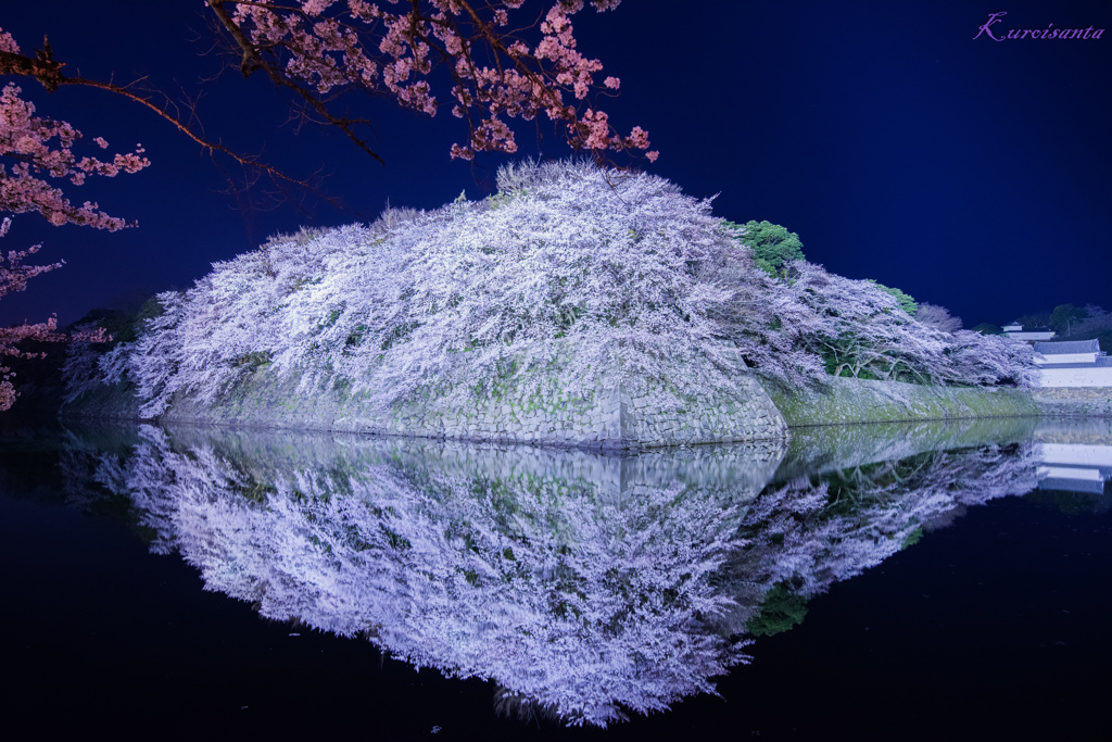 石垣に咲く桜