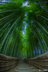 化野念仏寺の竹林