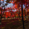 天龍寺紅く