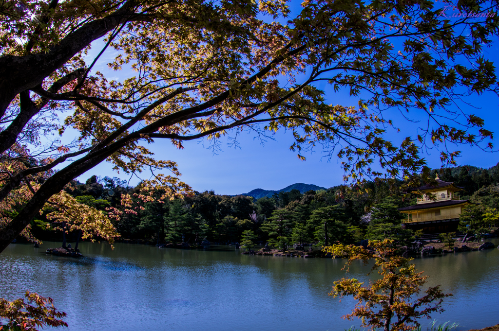 春の金閣寺