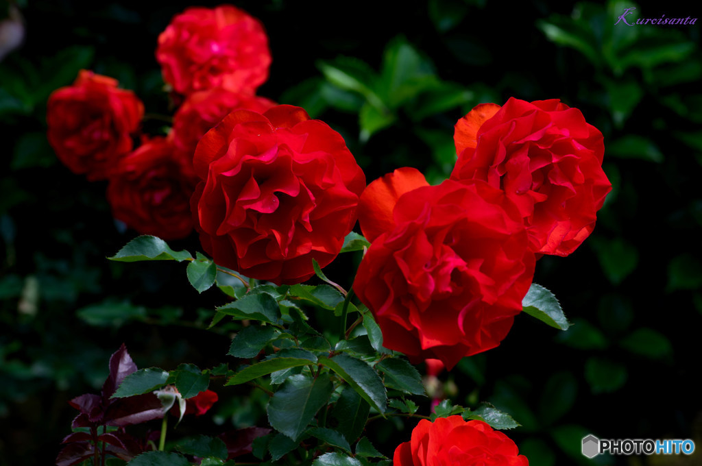 湧永満之記念庭園の薔薇