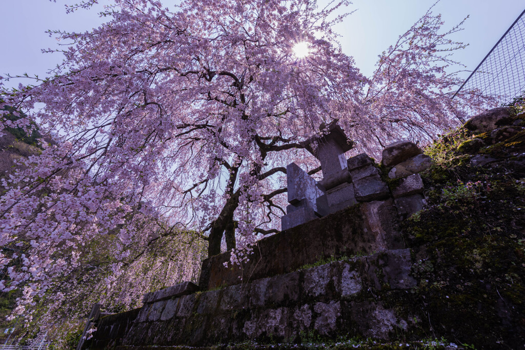 蓮照寺の枝垂れ桜