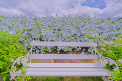 ベンチ