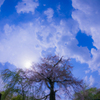 円山公園の枝垂れ桜