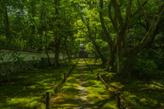 苔の通る道