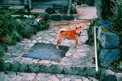 よく吠えてくる犬野郎