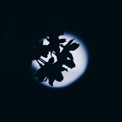 月夜桜(黒)