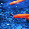 極彩色の池の鯉