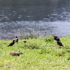 鳥内会