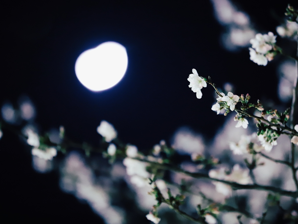 月夜桜　出逢い
