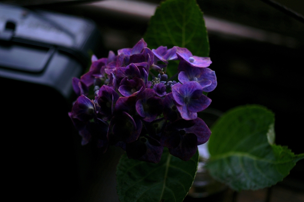 紫陽花