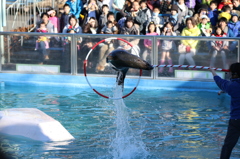 アシカジャンプ