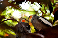 オカメインコのキスシーン