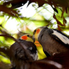 オカメインコのキスシーン