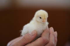 ひよこ