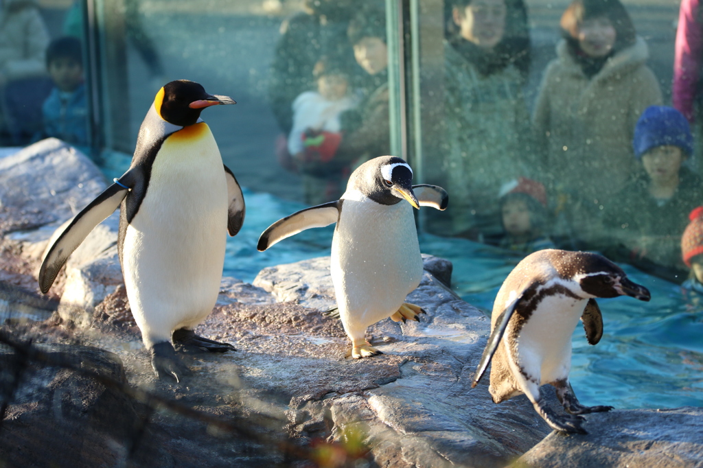ペンギン3種