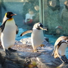 ペンギン3種