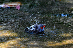 水浴びキンカチョウ
