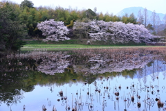 湖面の桜
