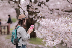 桜色に染められて