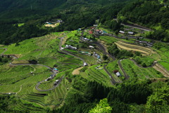 千代の田園