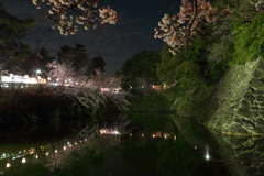 郡山城跡の夜桜