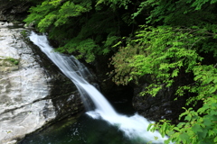 深緑の滝