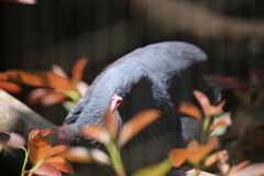よこはま動物園
