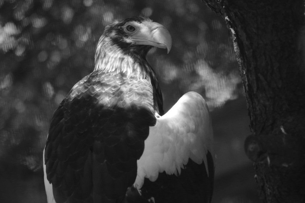 よこはま動物園
