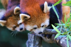 いつも一緒
