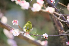 めじろの春