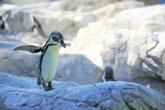 よこはま動物園