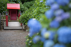 弘長寺の紫陽花