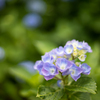 弘長寺の紫陽花②