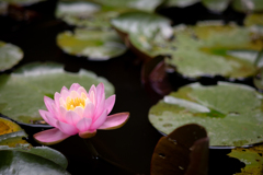 弘長寺の蓮の花