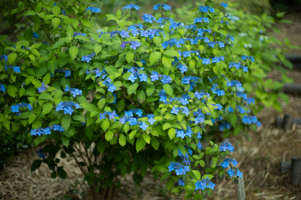 弘長寺の紫陽花③